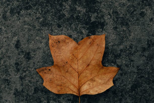 clay-banks-qcse15im24I-unsplash clay-banks-qcse15im24I-unsplash